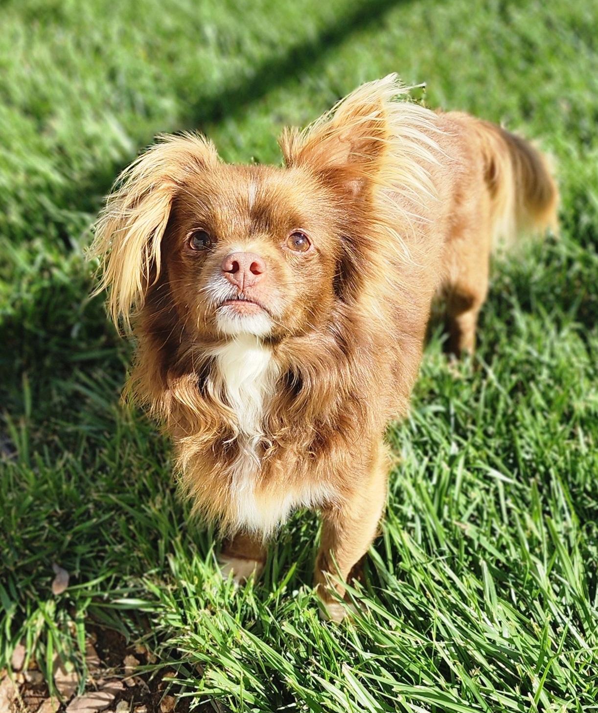 William, a Adoptable mixed breed in Clovis, CA image 3/3