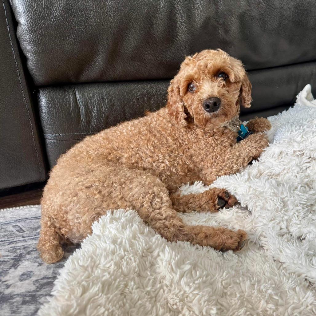Snoopy, Adoptable, Adult Male Miniature Poodle.
