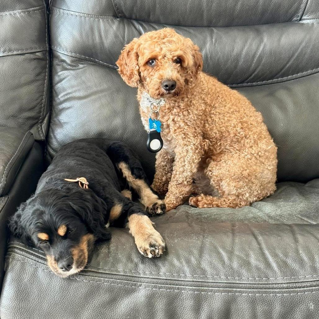 Enlarge Snoopy, a Adoptable Miniature Poodle in St. Charles, IL image 2/6