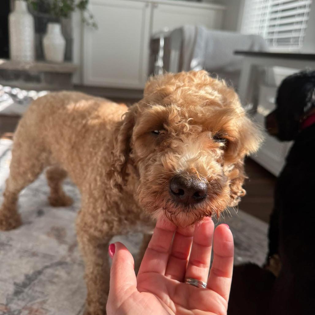 Enlarge Snoopy, a Adoptable Miniature Poodle in St. Charles, IL image 4/6