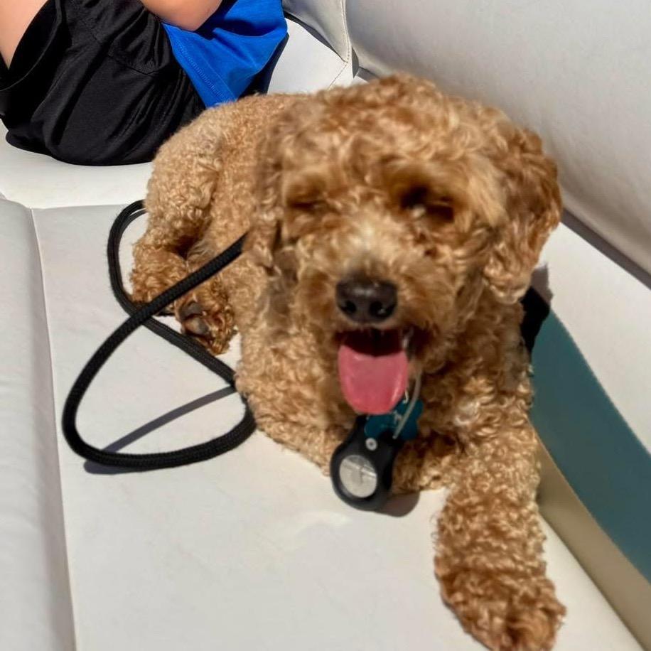Enlarge Snoopy, a Adoptable Miniature Poodle in St. Charles, IL image 5/6