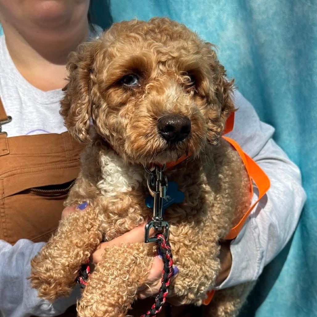 Enlarge Snoopy, a Adoptable Miniature Poodle in St. Charles, IL image 6/6