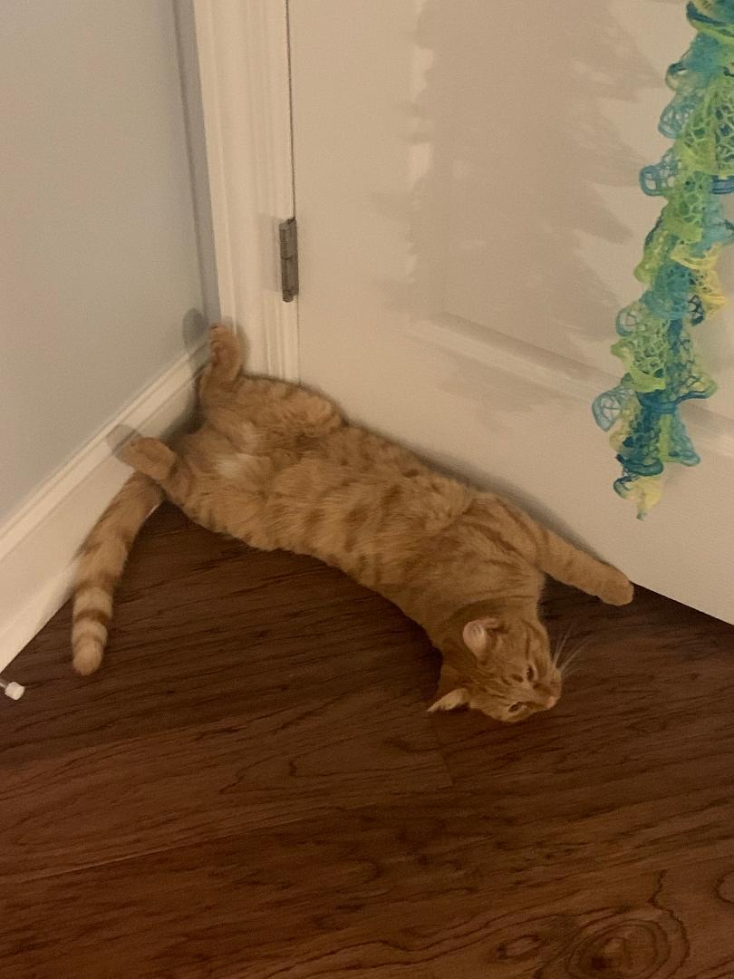 Cheeto, an adoptable Domestic Medium Hair in Huntsville, AL, 35802 | Photo Image 3