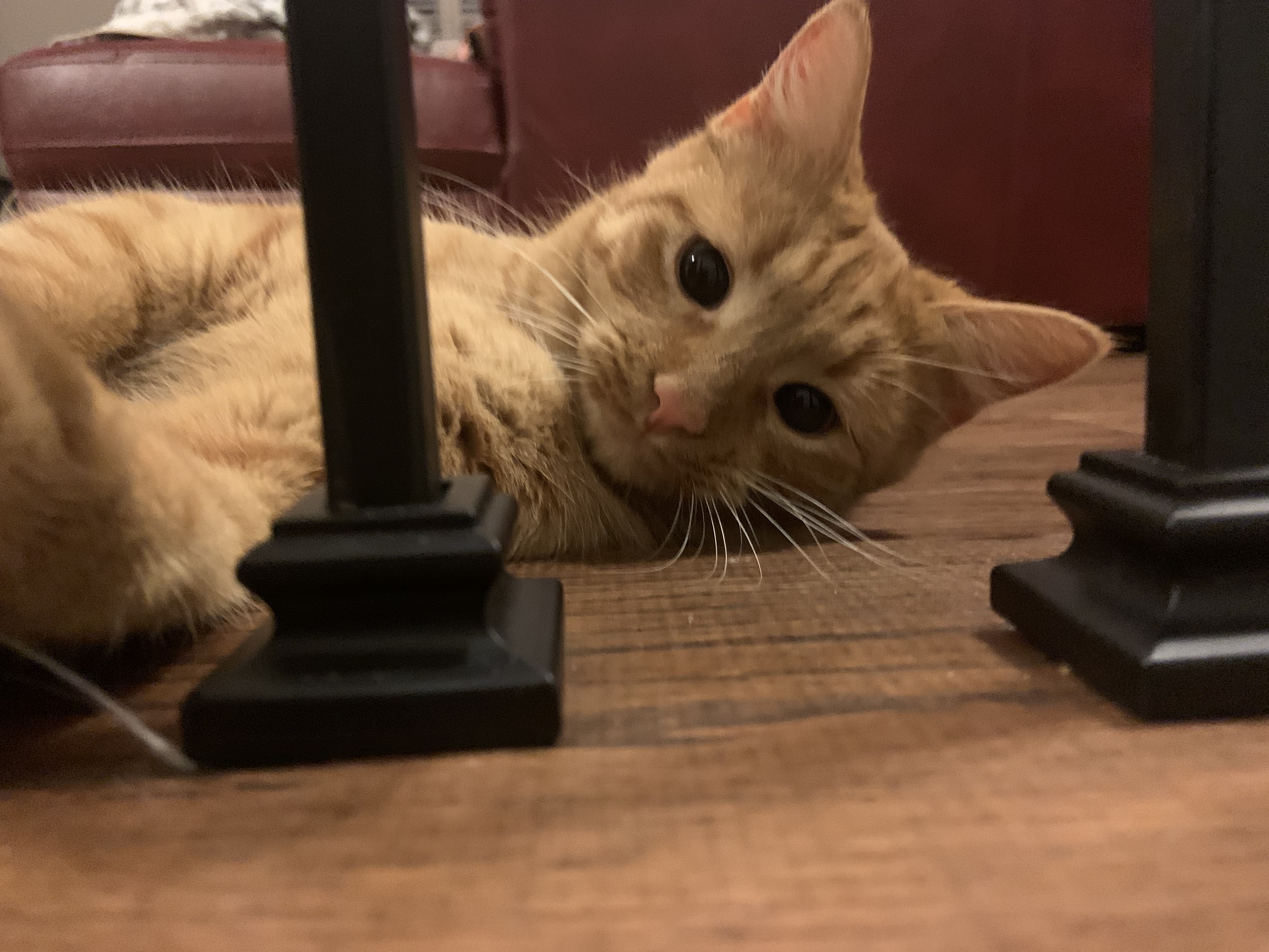 Cheeto