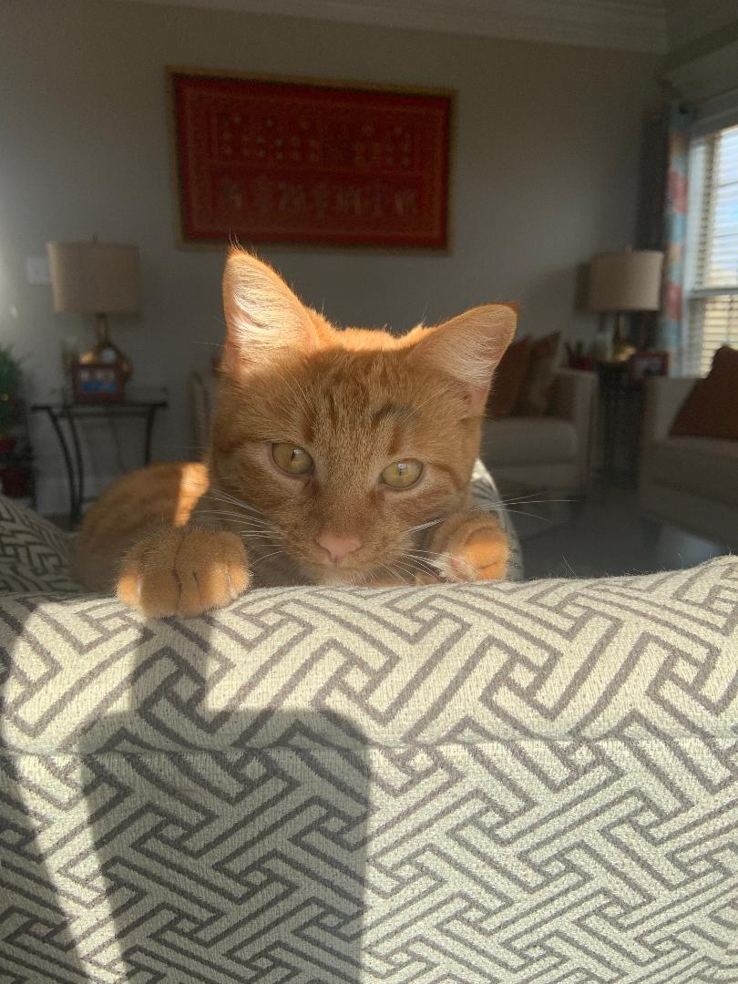 Cheeto photo 4