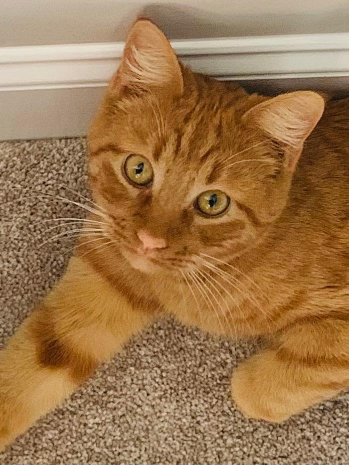 Cheeto, an adoptable Domestic Medium Hair in Huntsville, AL, 35802 | Photo Image 5