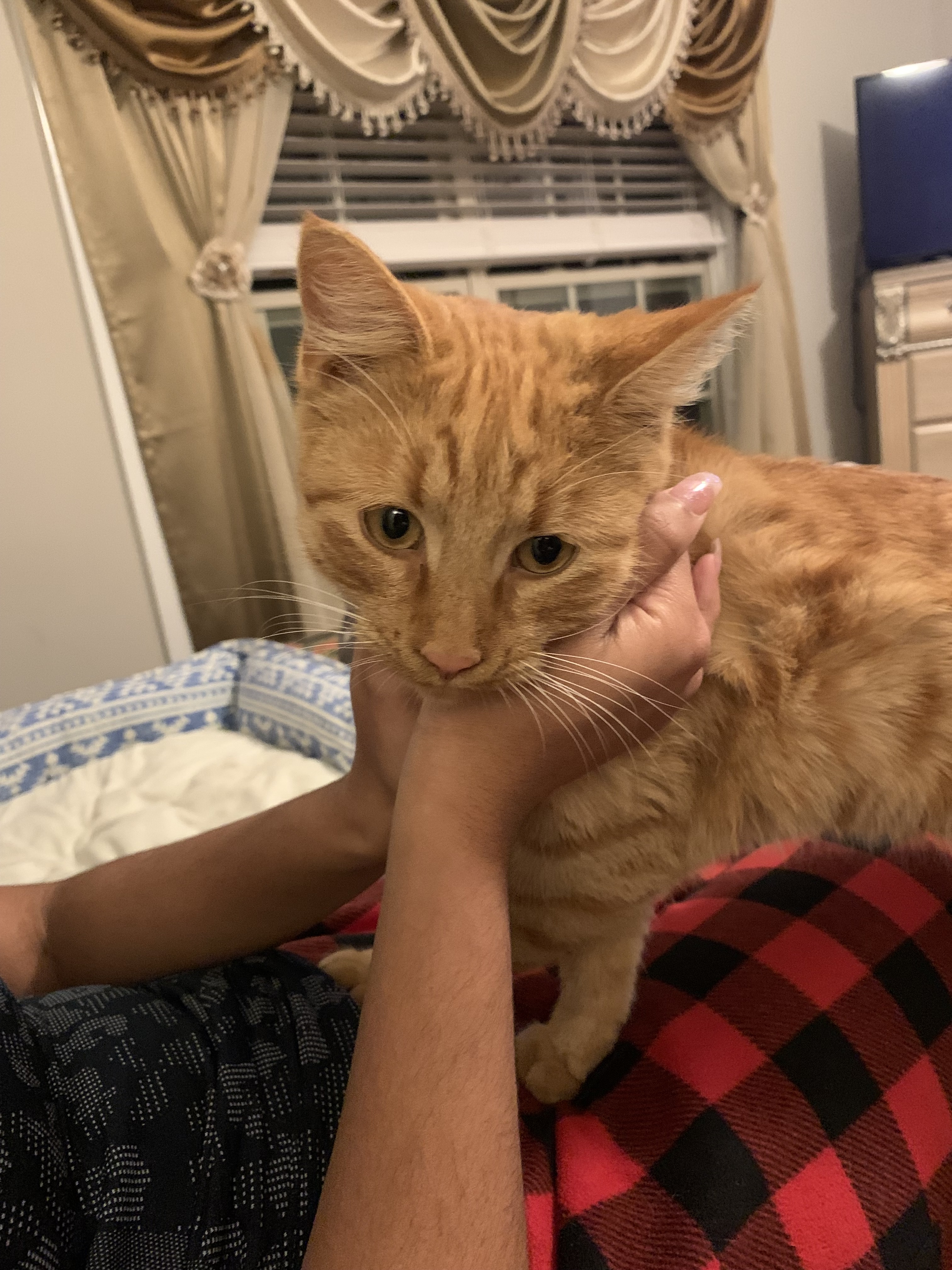 Cheeto, an adoptable Domestic Medium Hair in Huntsville, AL, 35802 | Photo Image 6