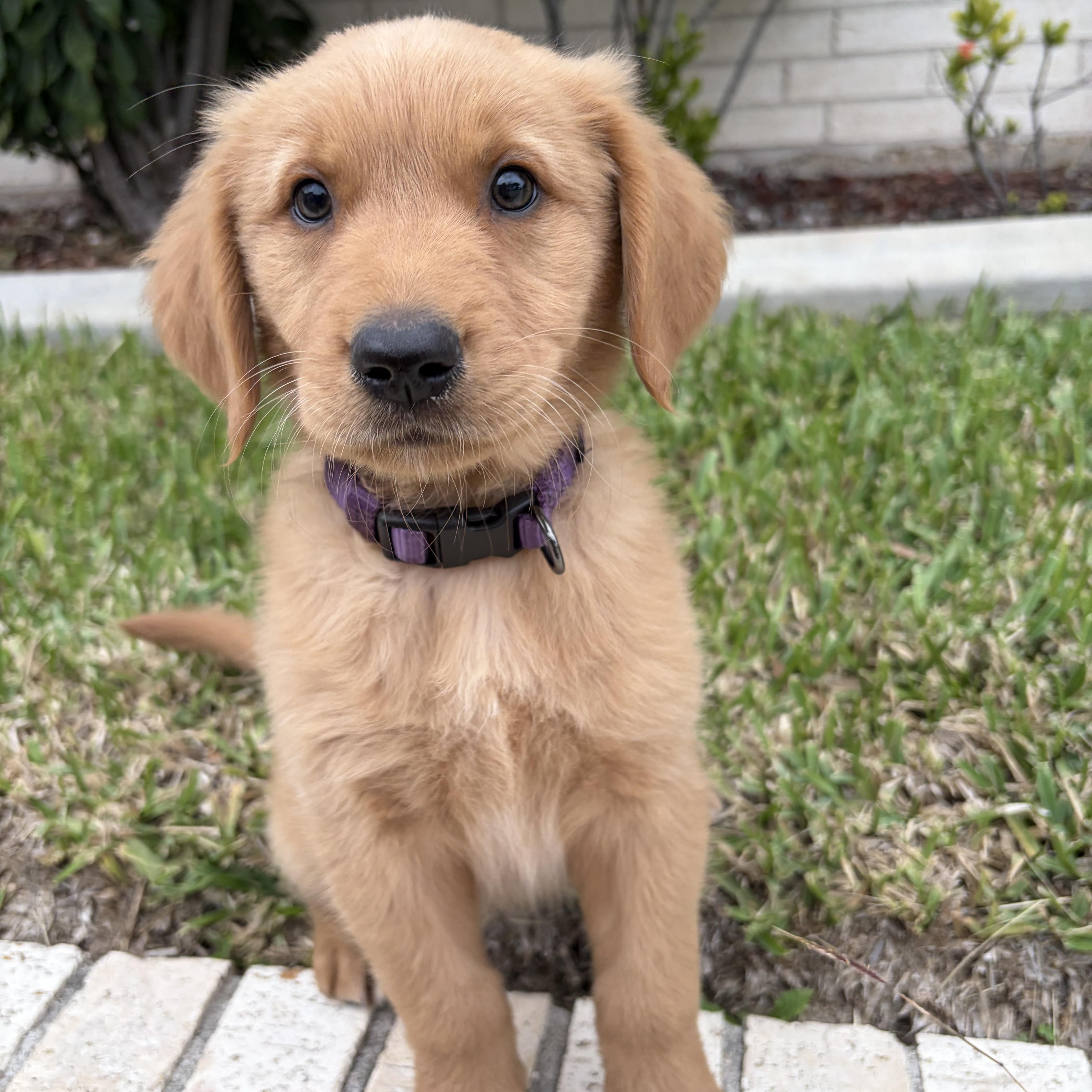 Bella, an adopted Golden Retriever in New Haven, CT image 1/2