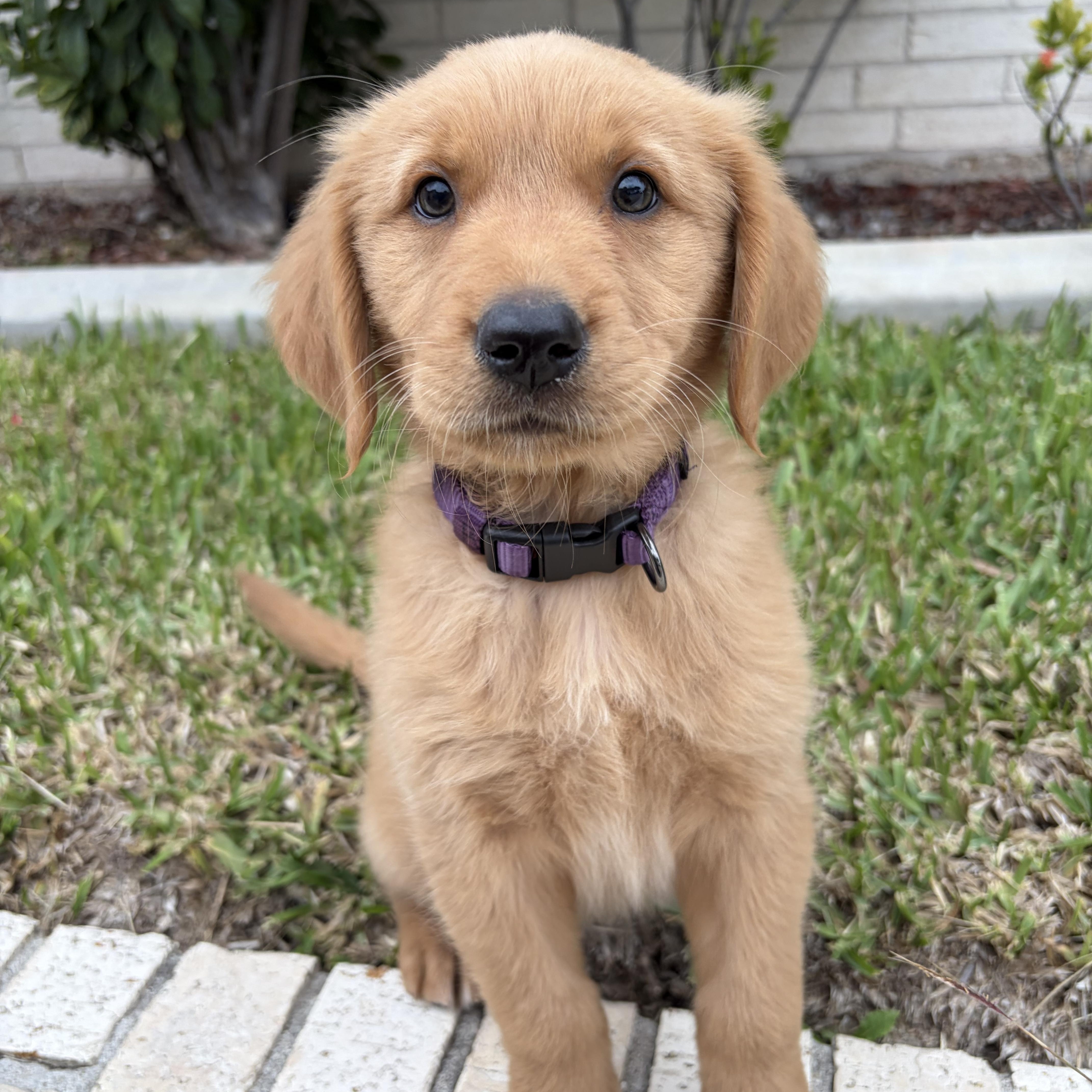 Bella, an adopted Golden Retriever in New Haven, CT image 2/2