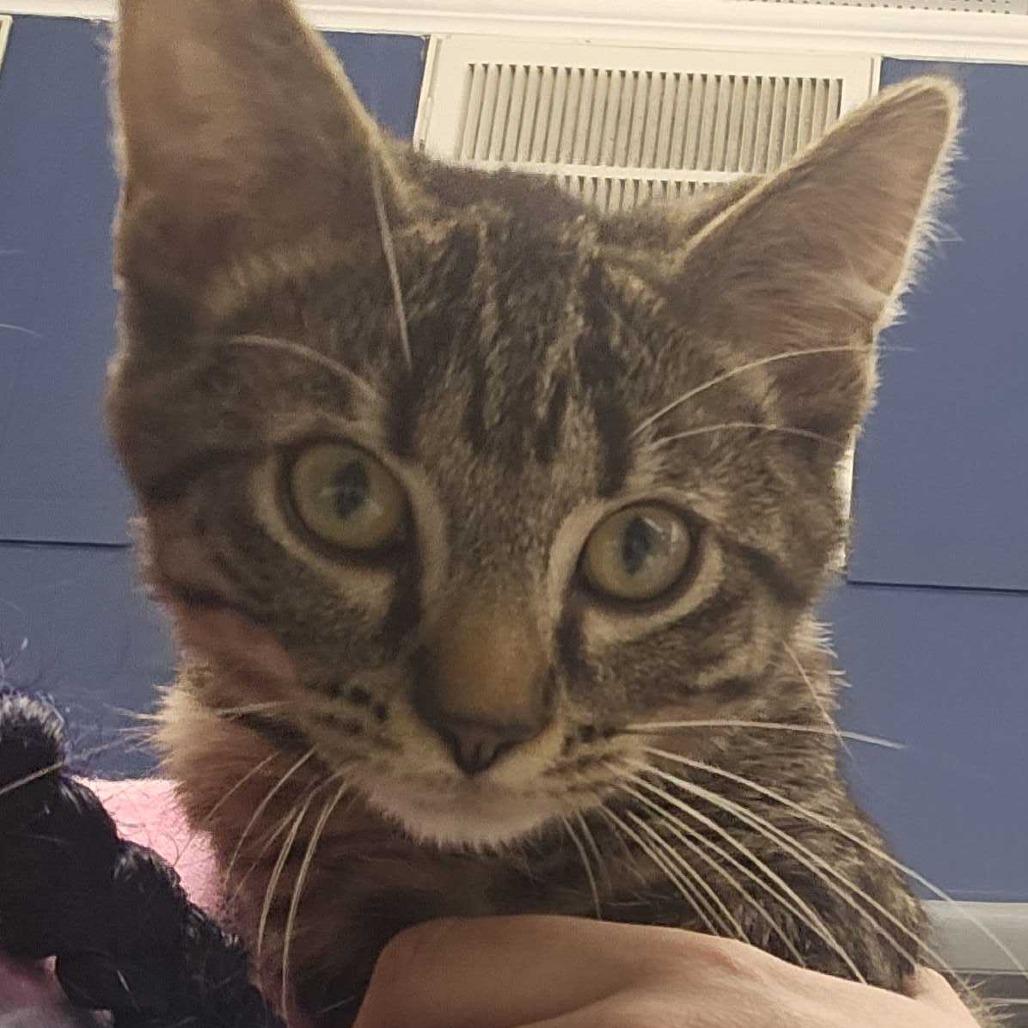 Enlarge Alejandro, a Adoptable Domestic Short Hair in Oak Hill, WV image 1/1