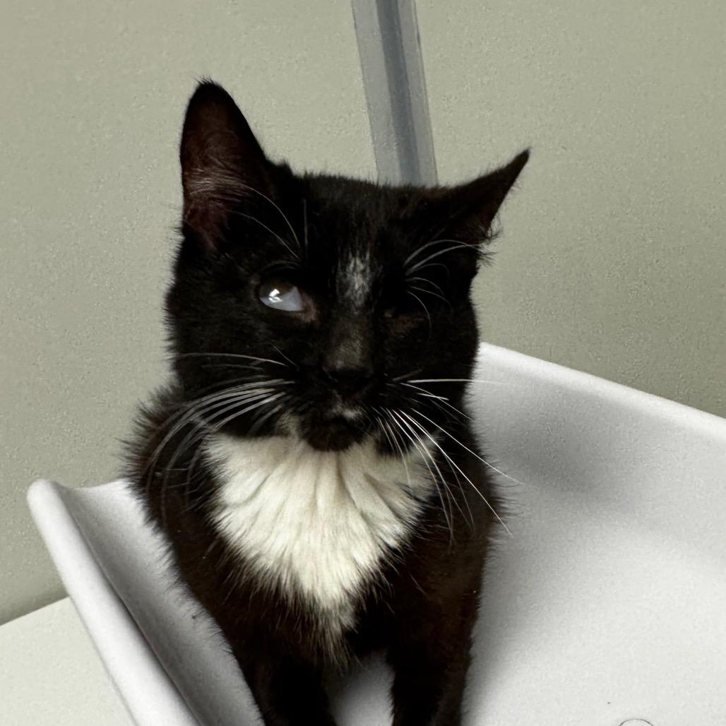 Keller bonded with Helen, Adoptable, Young Male Domestic Medium Hair.