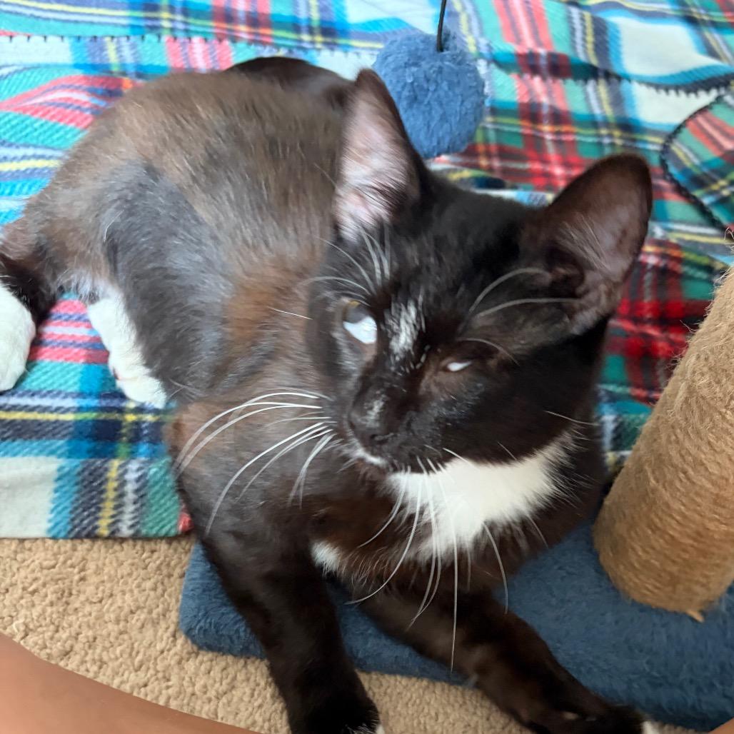 Enlarge Keller bonded with Helen, a Adoptable Domestic Medium Hair in Mooresville, NC image 2/6