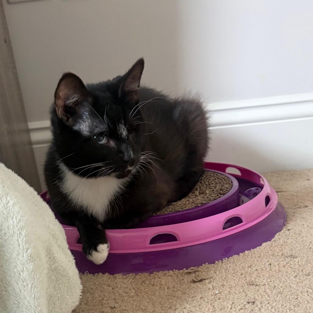 Enlarge Keller bonded with Helen, a Adoptable Domestic Medium Hair in Mooresville, NC image 3/6