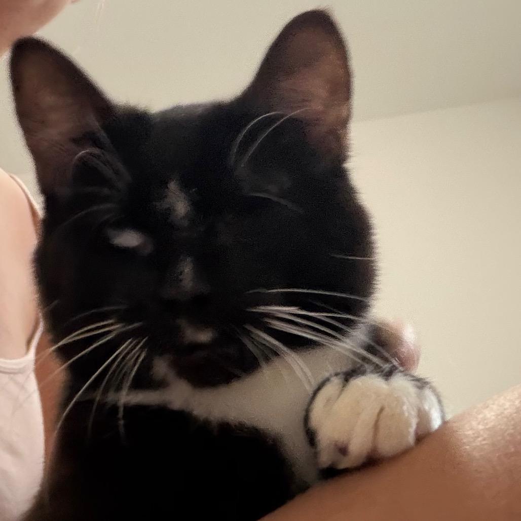 Enlarge Keller bonded with Helen, a Adoptable Domestic Medium Hair in Mooresville, NC image 4/6