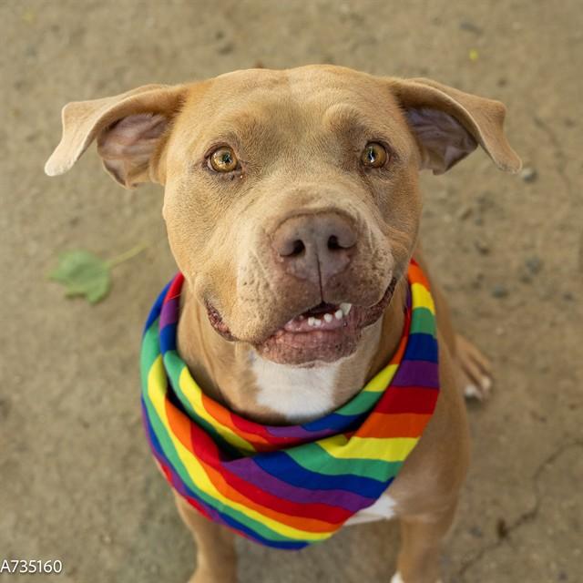 LILLY, Adoptable, Adult Female Pit Bull Terrier.