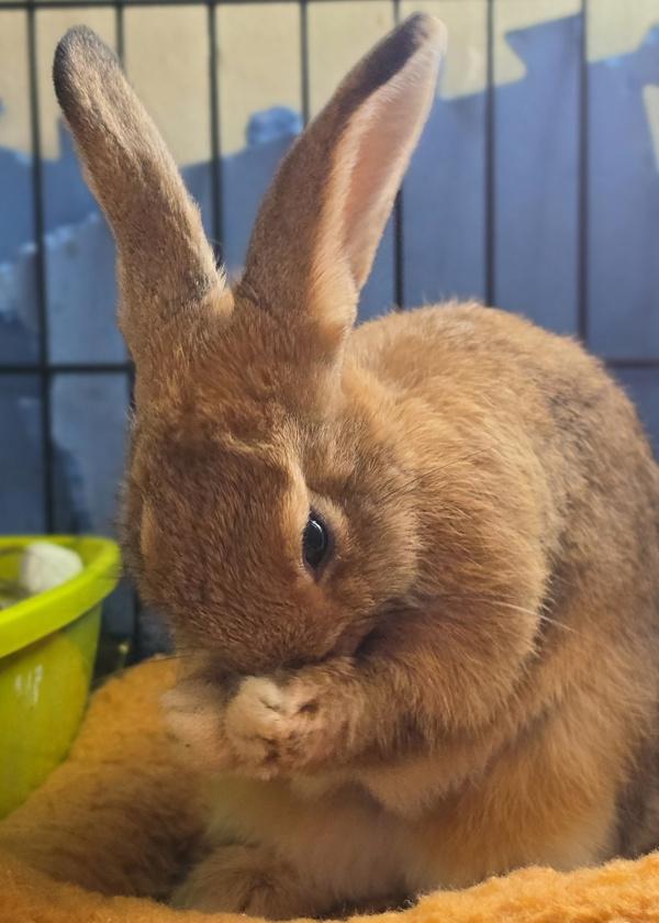Penne, Adoptable, Baby Female Bunny Rabbit.