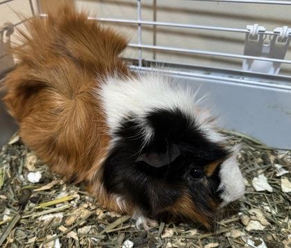 Snickers, Adoptable, Adult Male Guinea Pig.