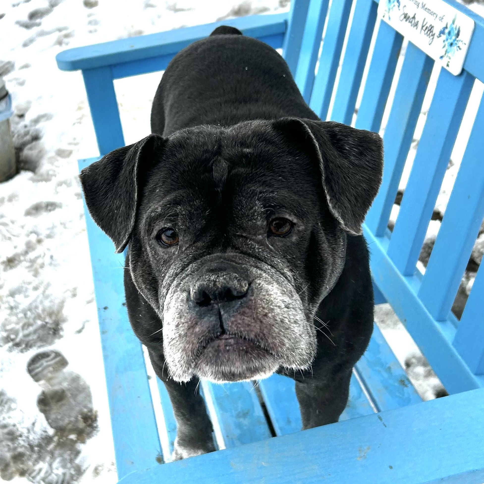 Enlarge Blue, a Adopted mixed breed in Myerstown, PA image 3/5