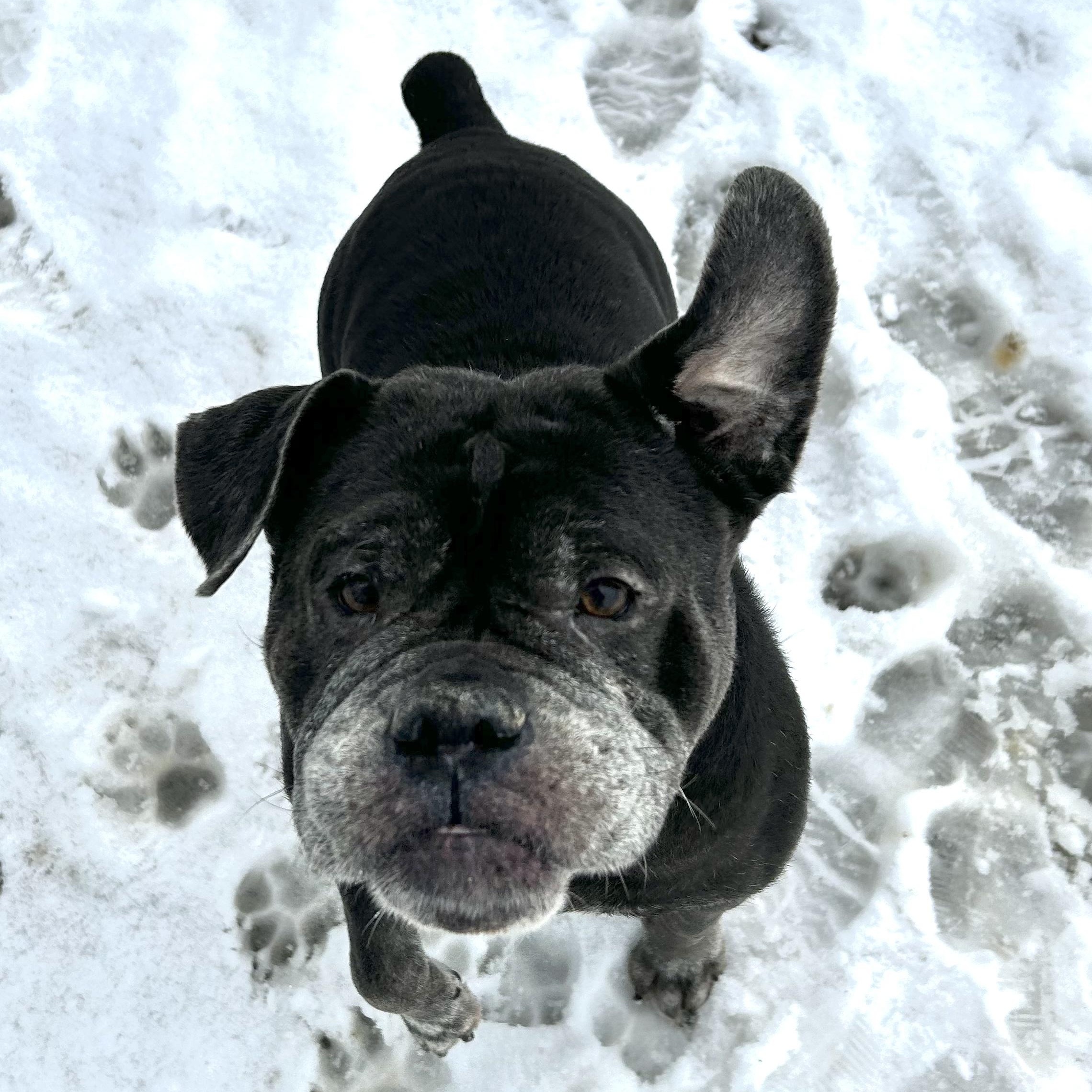 Enlarge Blue, a Adopted mixed breed in Myerstown, PA image 2/5