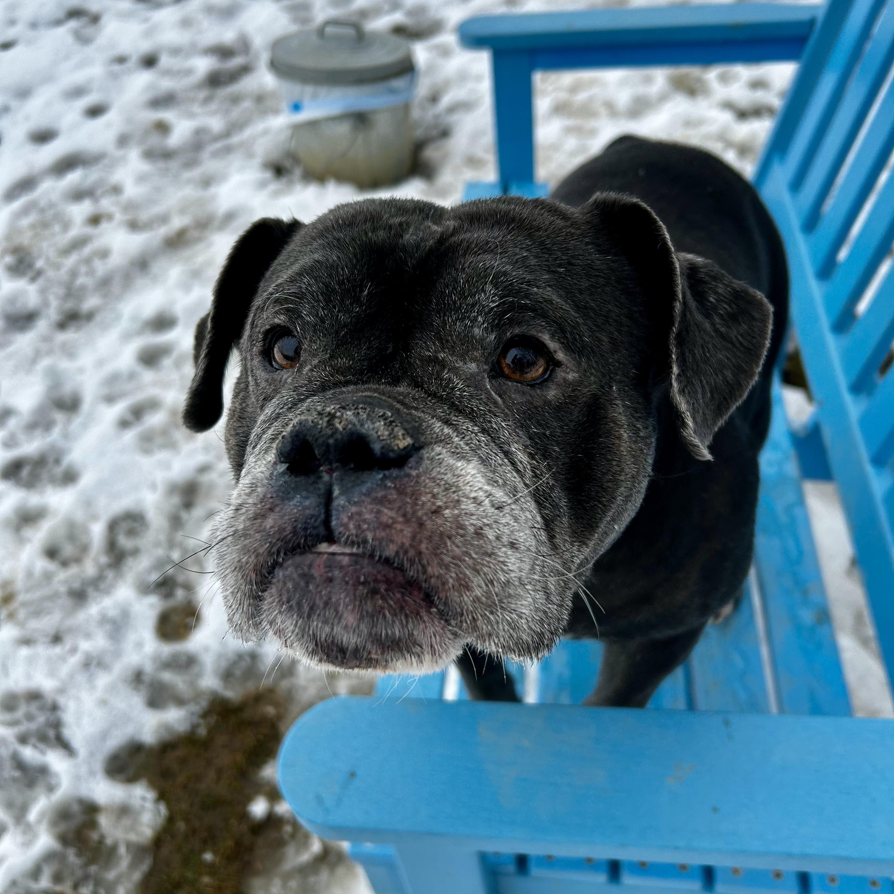 Enlarge Blue, a Adopted mixed breed in Myerstown, PA image 5/5
