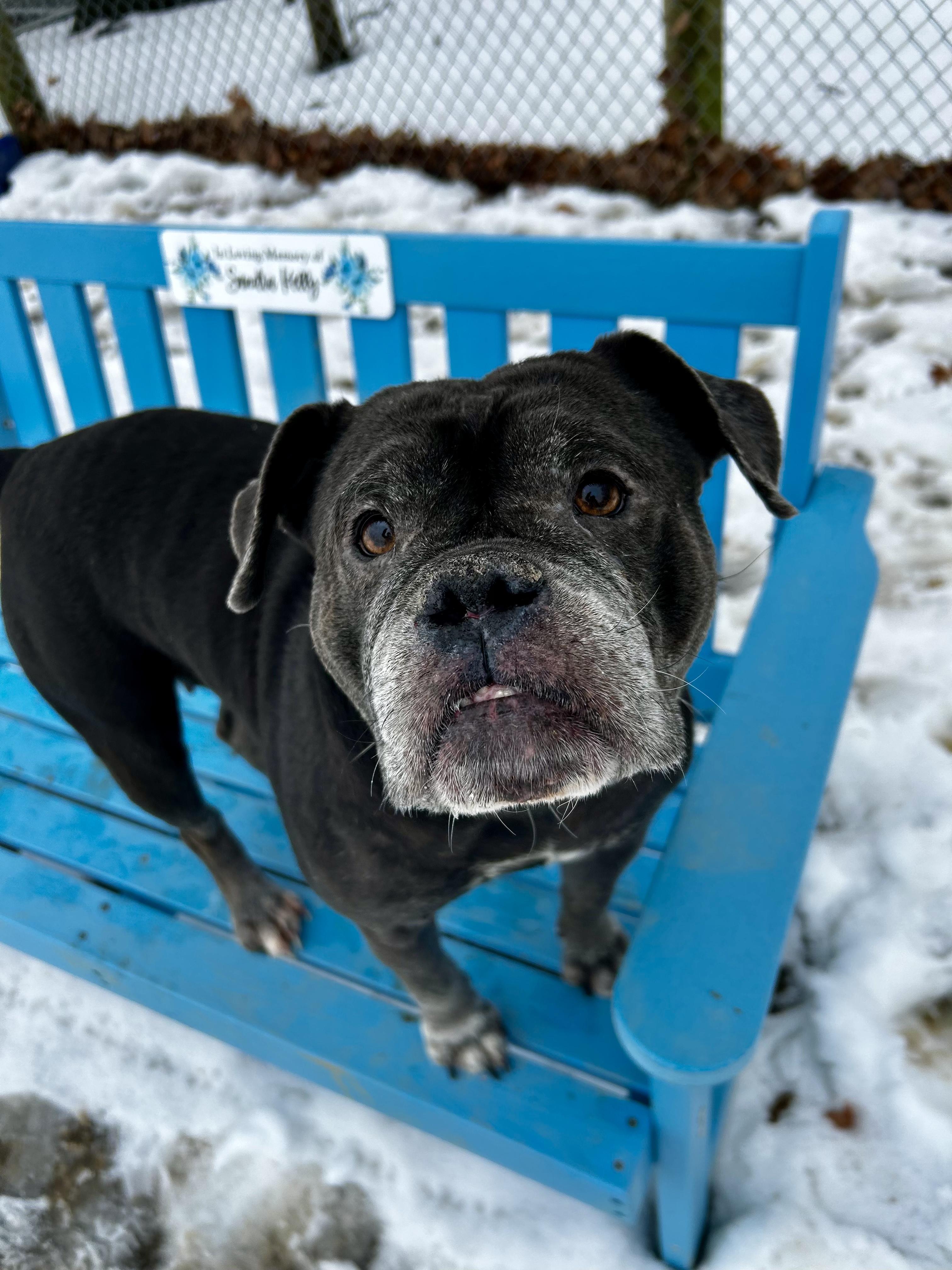 Enlarge Blue, a Adopted mixed breed in Myerstown, PA image 1/5