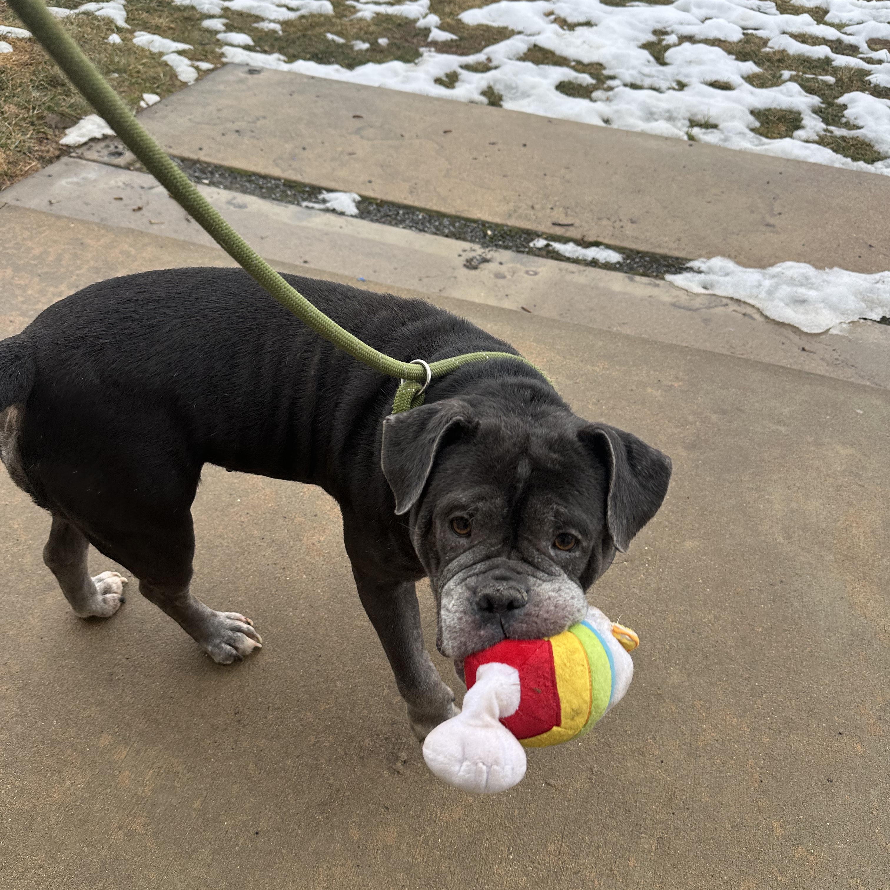 Enlarge Blue, a Adopted mixed breed in Myerstown, PA image 4/5