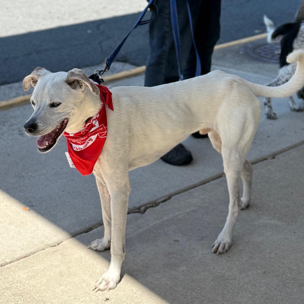 Dasher (AKA Prince Charming)