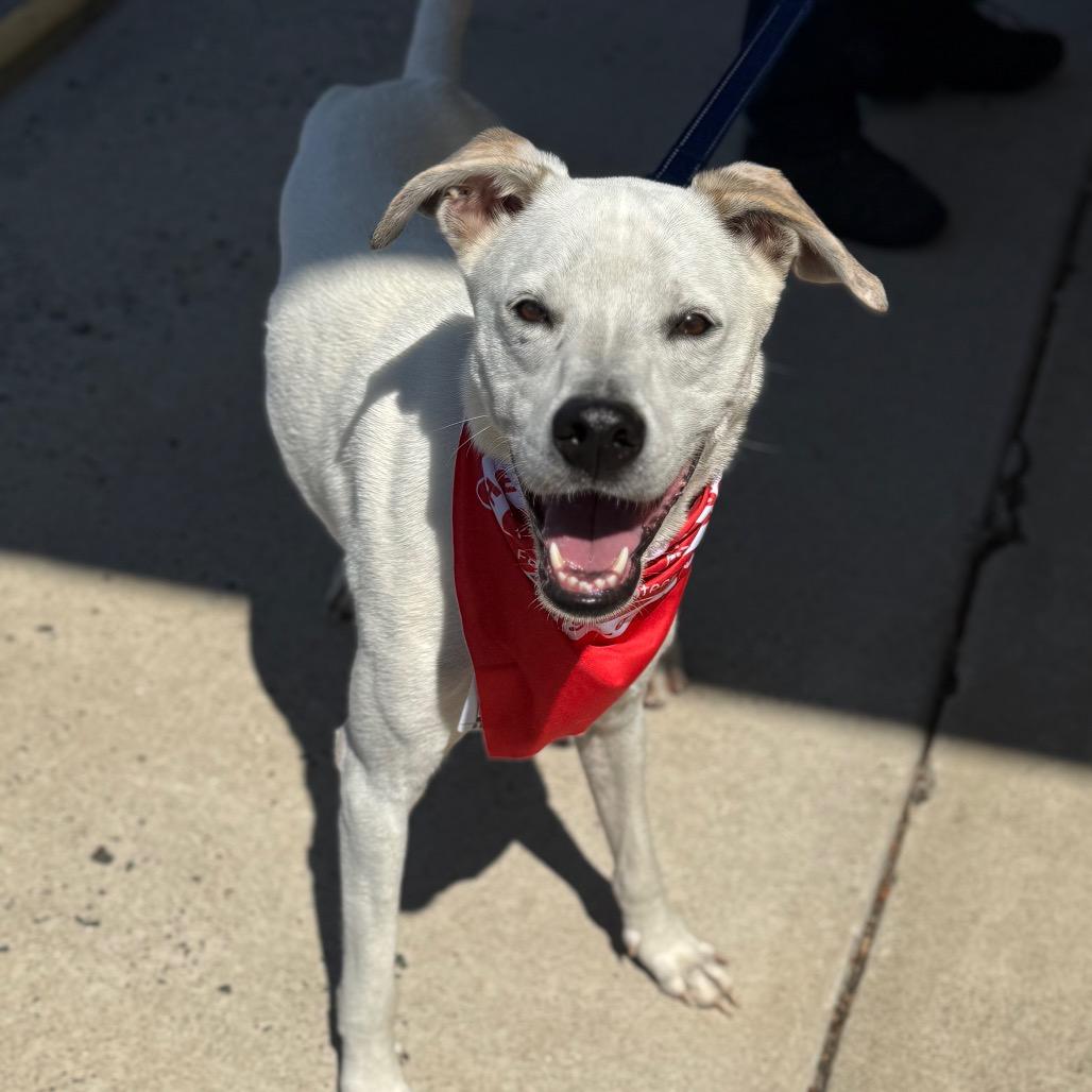 Dasher (AKA Prince Charming) — thumbnail 2