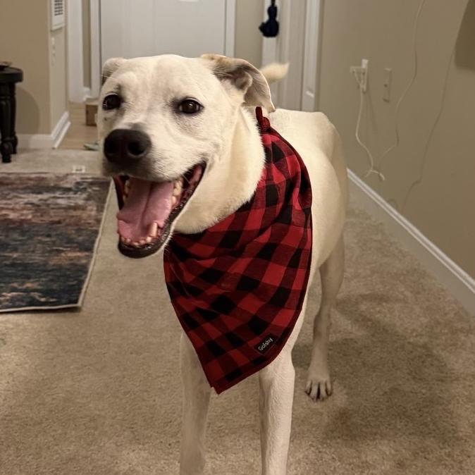 Dasher (AKA Prince Charming) — thumbnail 3