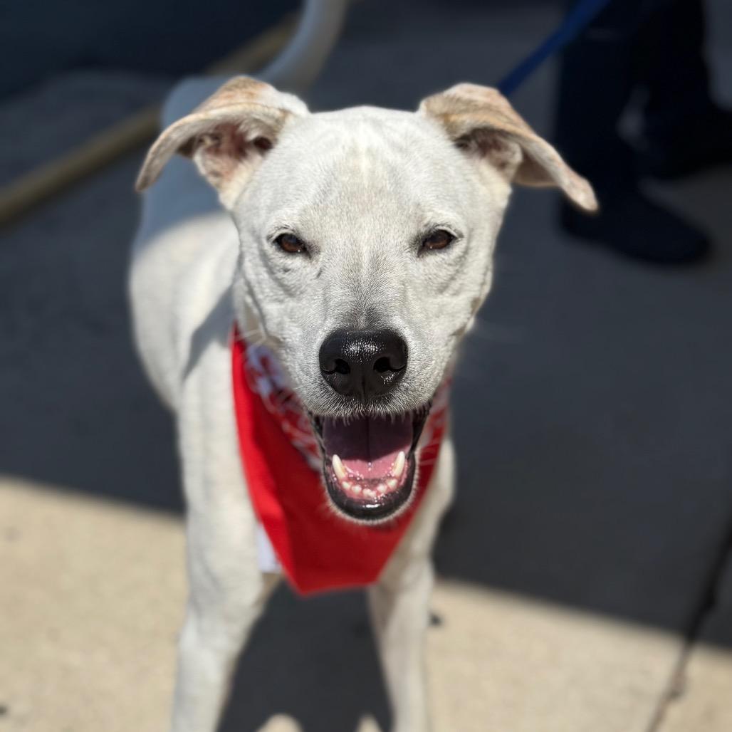 Dasher (AKA Prince Charming) — thumbnail 4