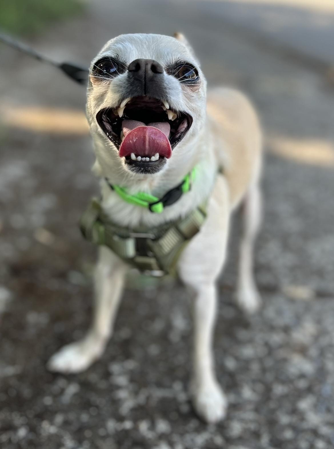 Mr.Beast, an adopted Chihuahua in Tigard, OR image 4/4