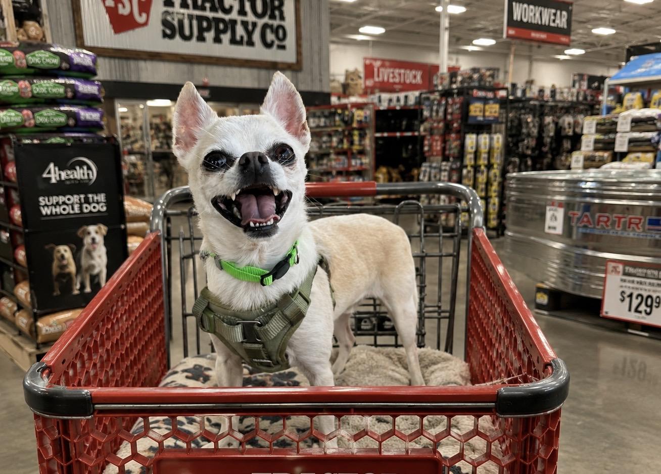 Mr.Beast, an adopted Chihuahua in Tigard, OR image 1/4