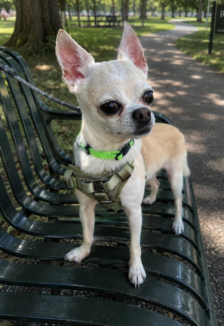 Mr.Beast, an adopted Chihuahua in Tigard, OR image 2/4
