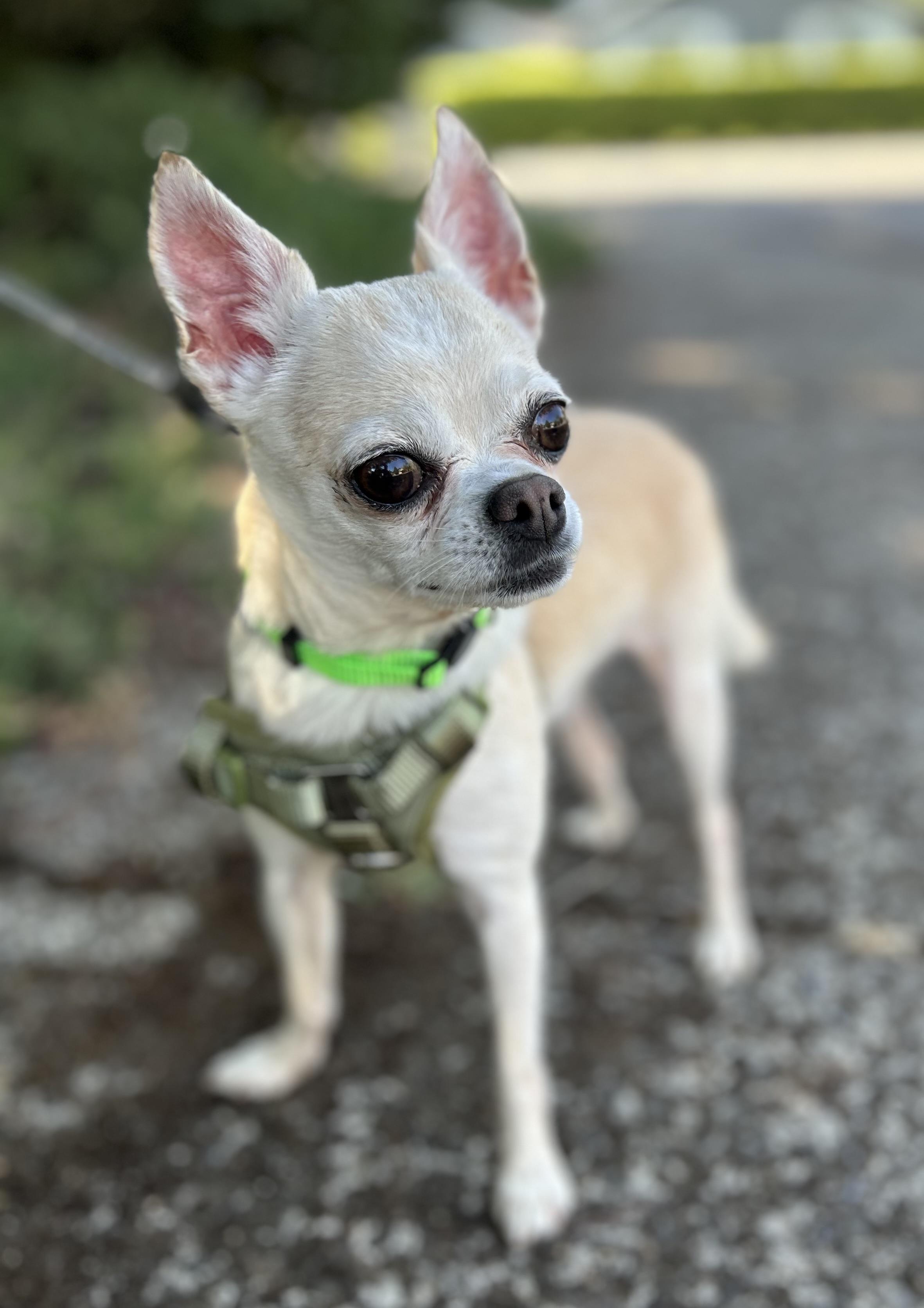 Mr.Beast, an adopted Chihuahua in Tigard, OR image 3/4
