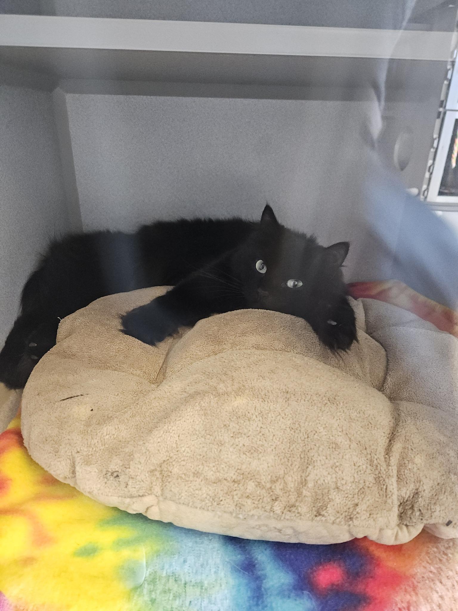 Enlarge Raven, a ADOPTABLE Domestic Long Hair in Sterling Heights, MI image 2/6