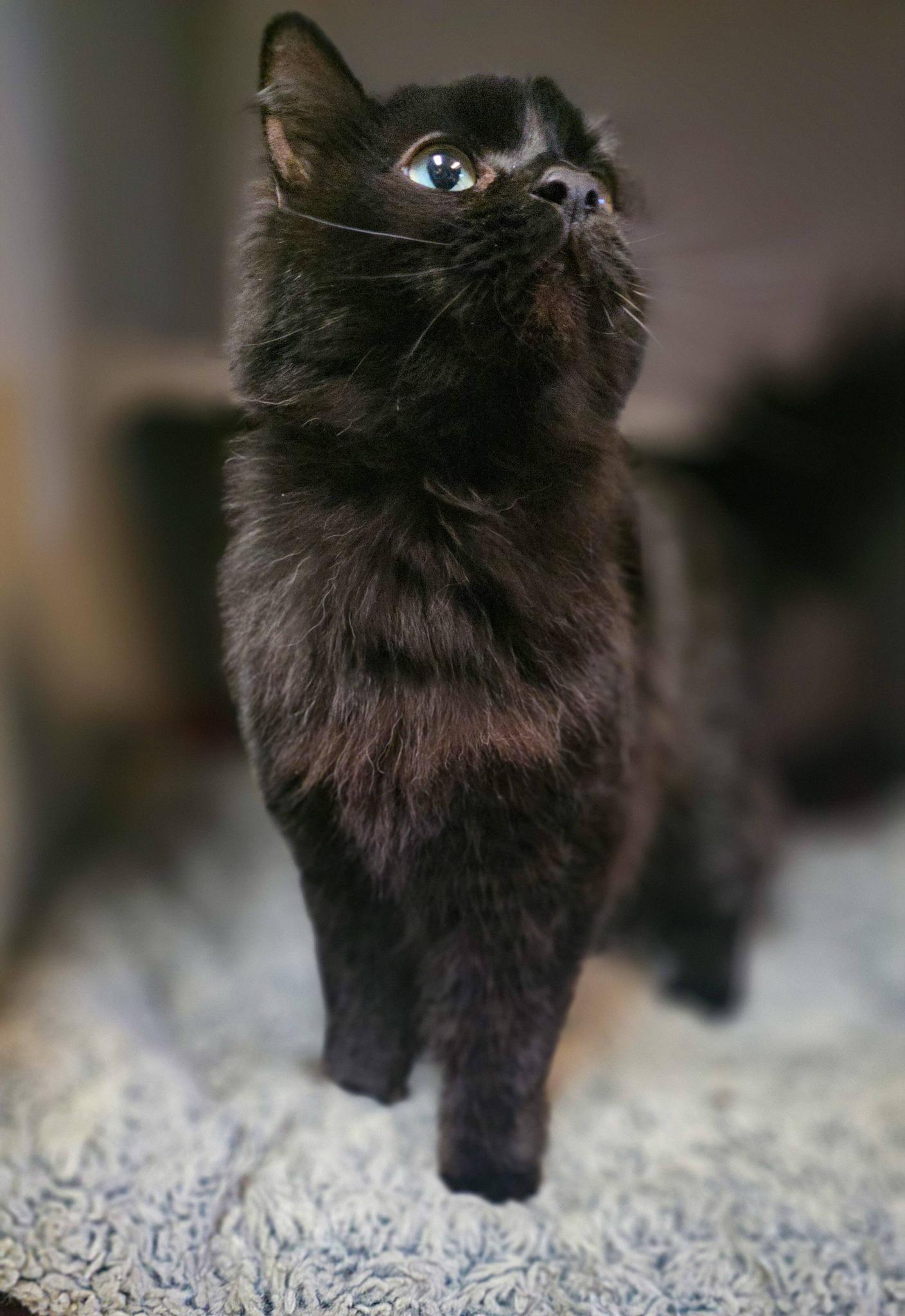 Enlarge Raven, a ADOPTABLE Domestic Long Hair in Sterling Heights, MI image 3/6