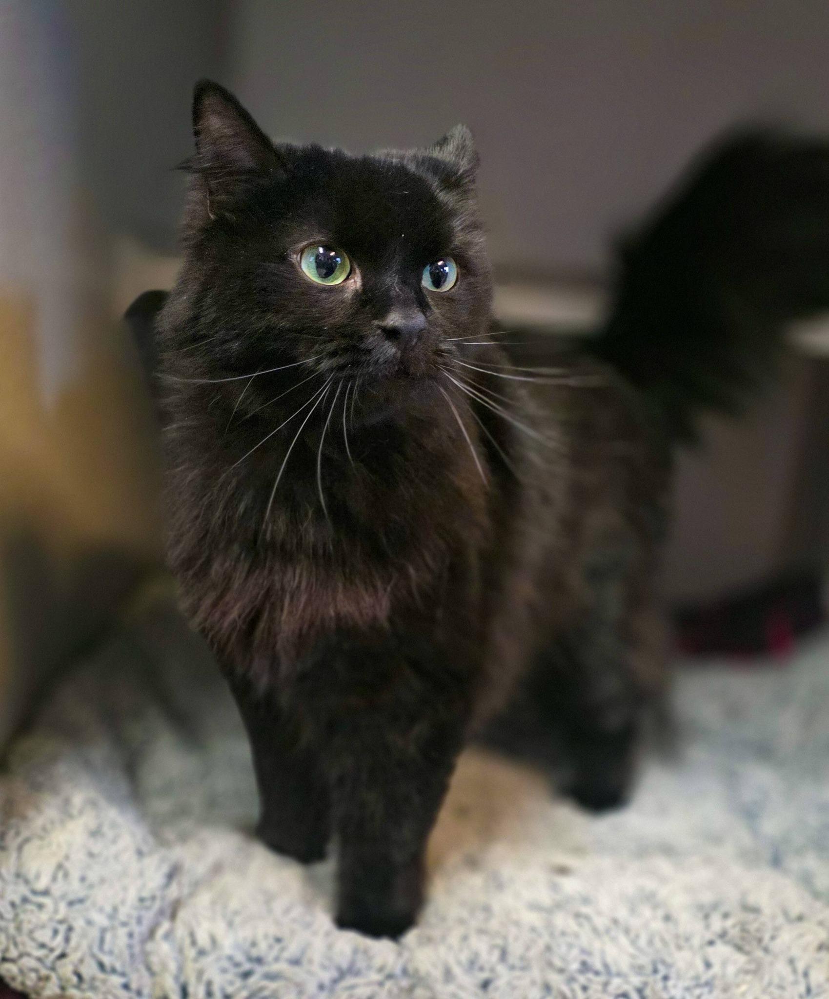 Enlarge Raven, a ADOPTABLE Domestic Long Hair in Sterling Heights, MI image 4/6