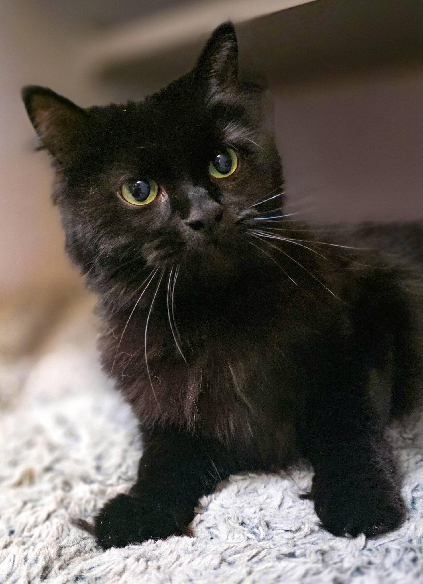 Enlarge Raven, a ADOPTABLE Domestic Long Hair in Sterling Heights, MI image 6/6