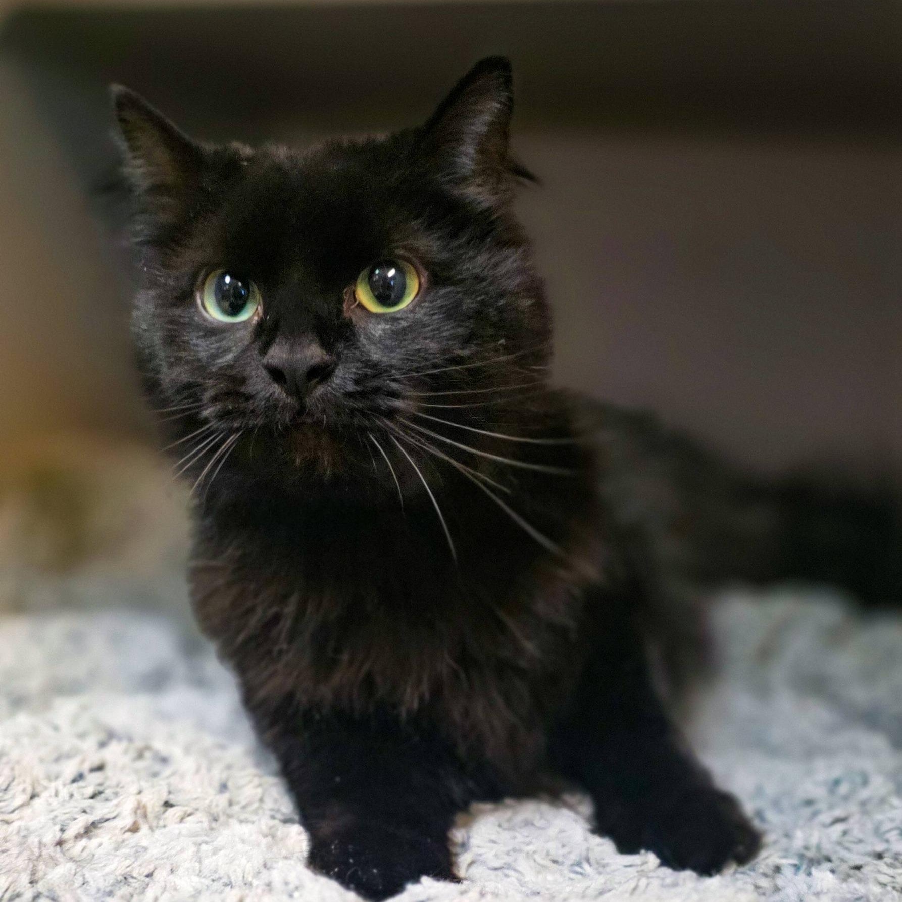 Enlarge Raven, a ADOPTABLE Domestic Long Hair in Sterling Heights, MI image 1/6
