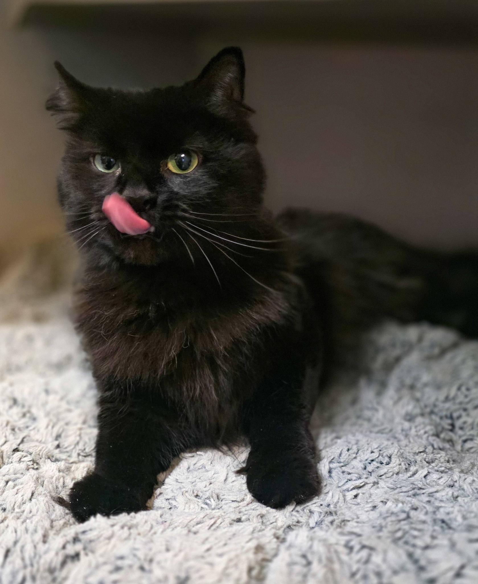 Enlarge Raven, a ADOPTABLE Domestic Long Hair in Sterling Heights, MI image 5/6
