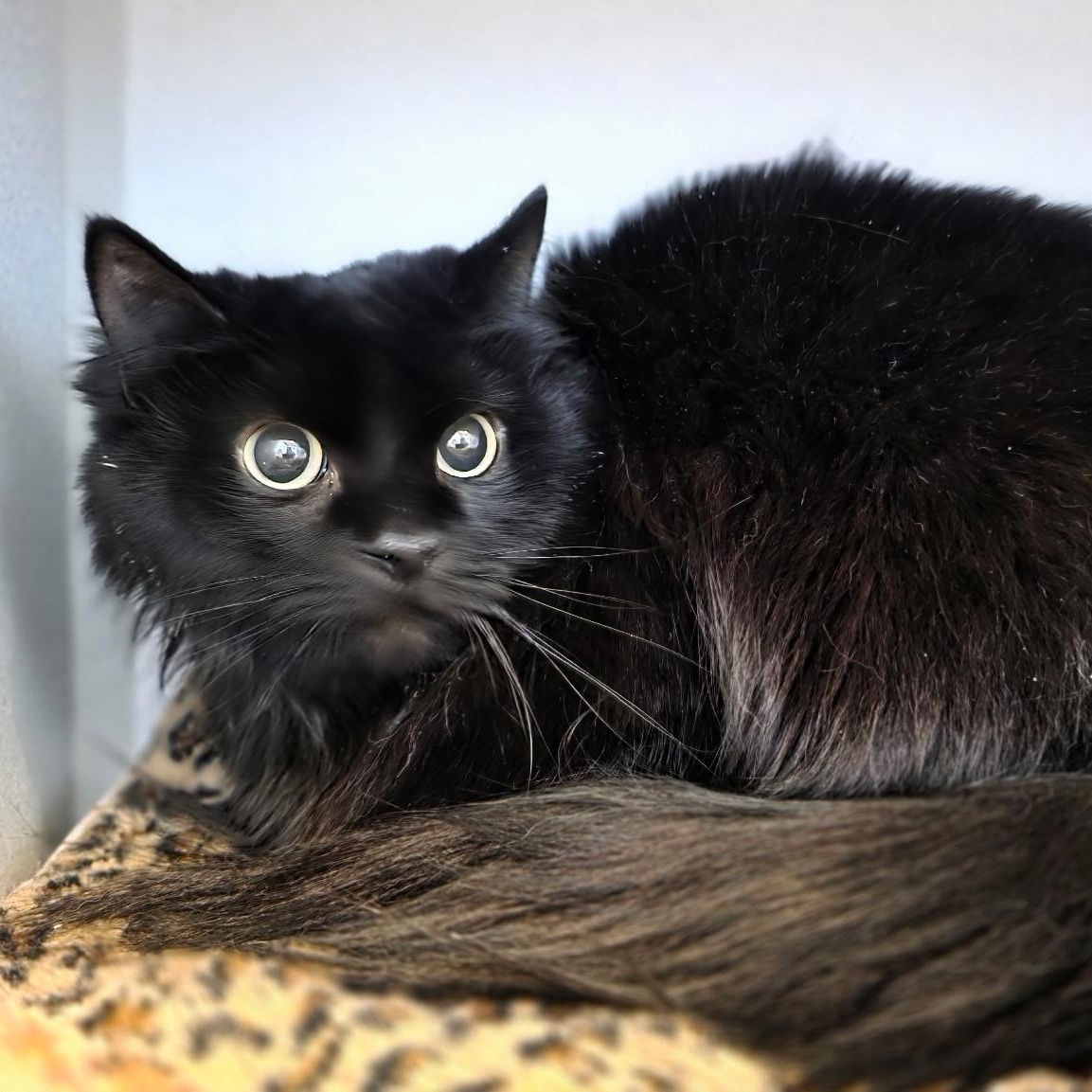 Raven, ADOPTABLE, Adult Female Domestic Long Hair.