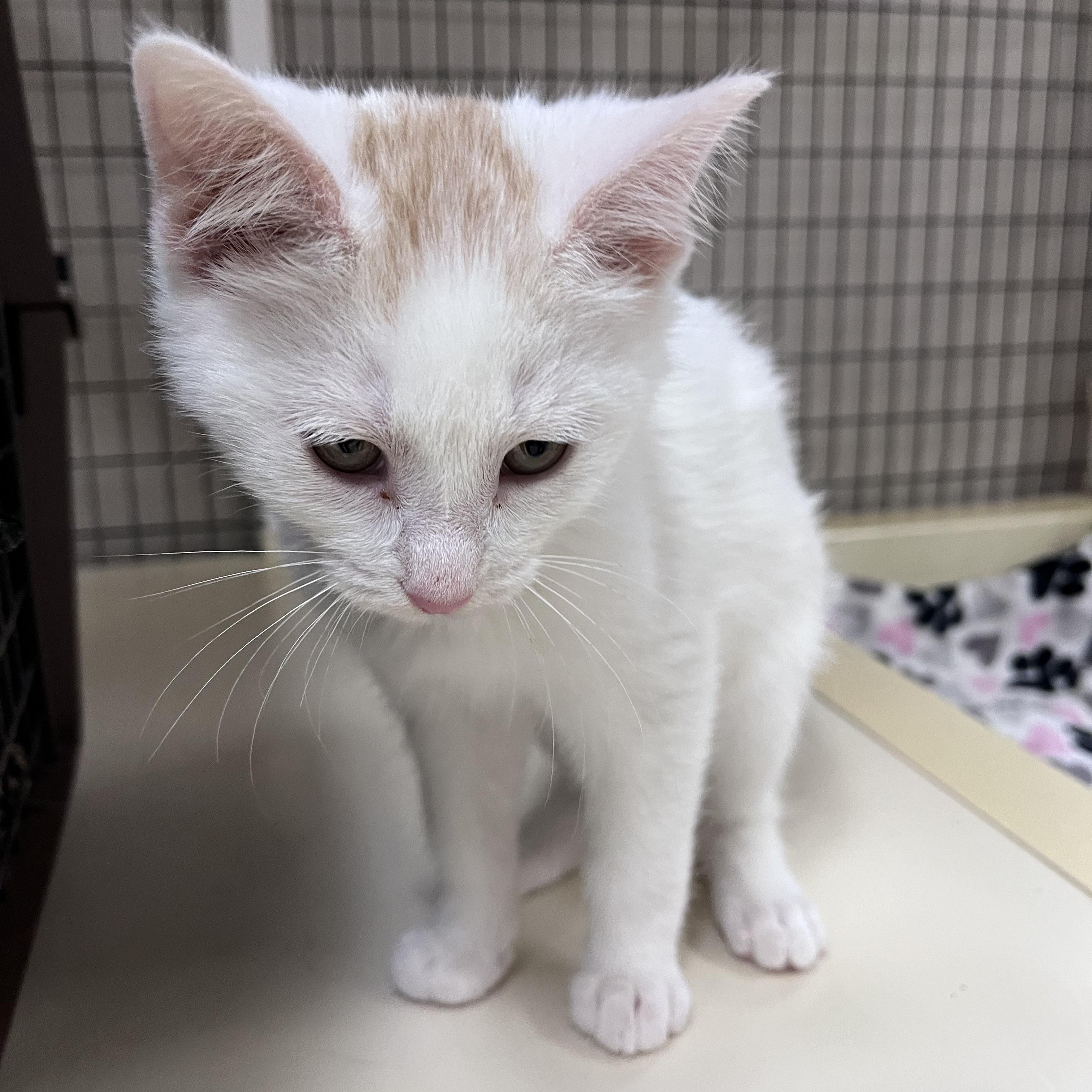 Enlarge Cappy , an adopted Domestic Short Hair in Toledo, OH image 1/3