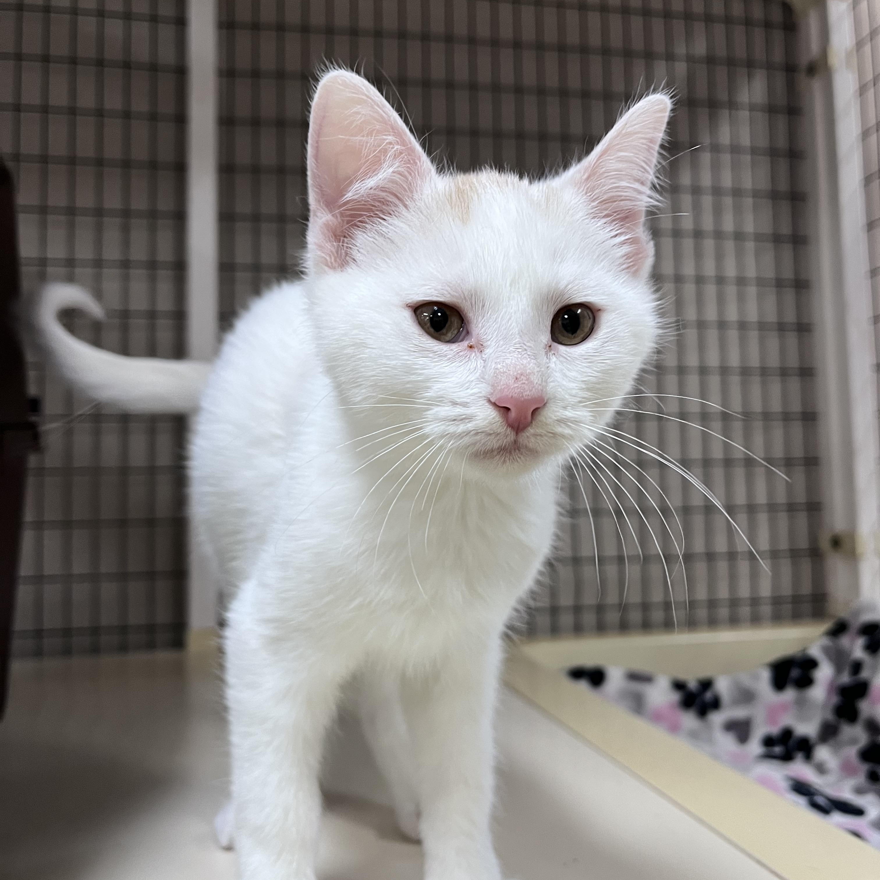 Enlarge Cappy , an adopted Domestic Short Hair in Toledo, OH image 2/3