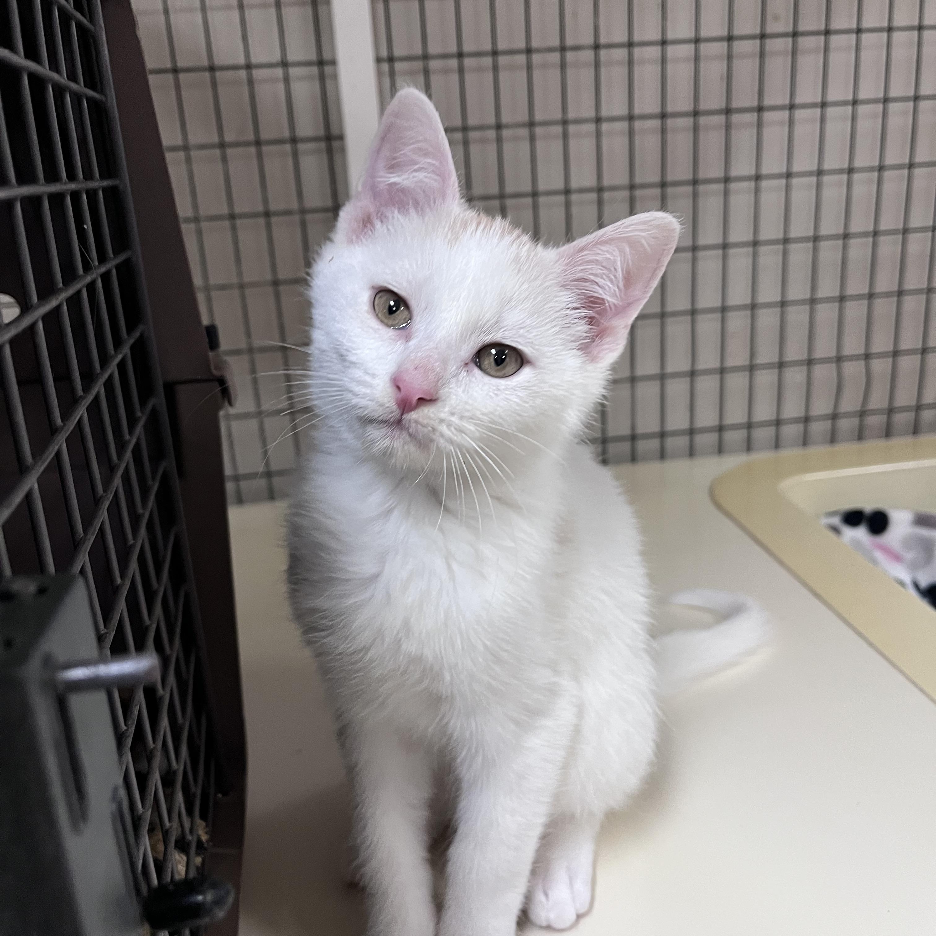 Enlarge Cappy , an adopted Domestic Short Hair in Toledo, OH image 3/3