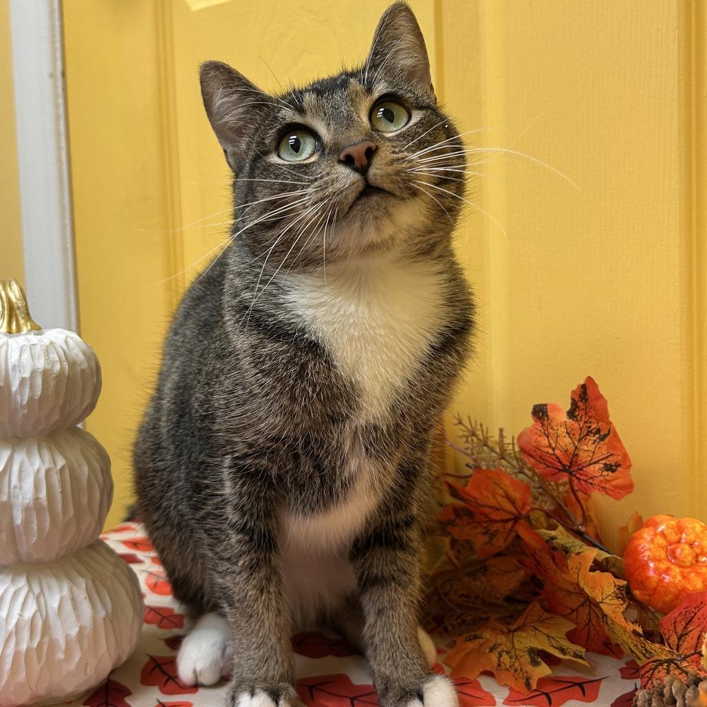 Enlarge Juno, a Adoptable Domestic Short Hair in Newark, NJ image 1/3