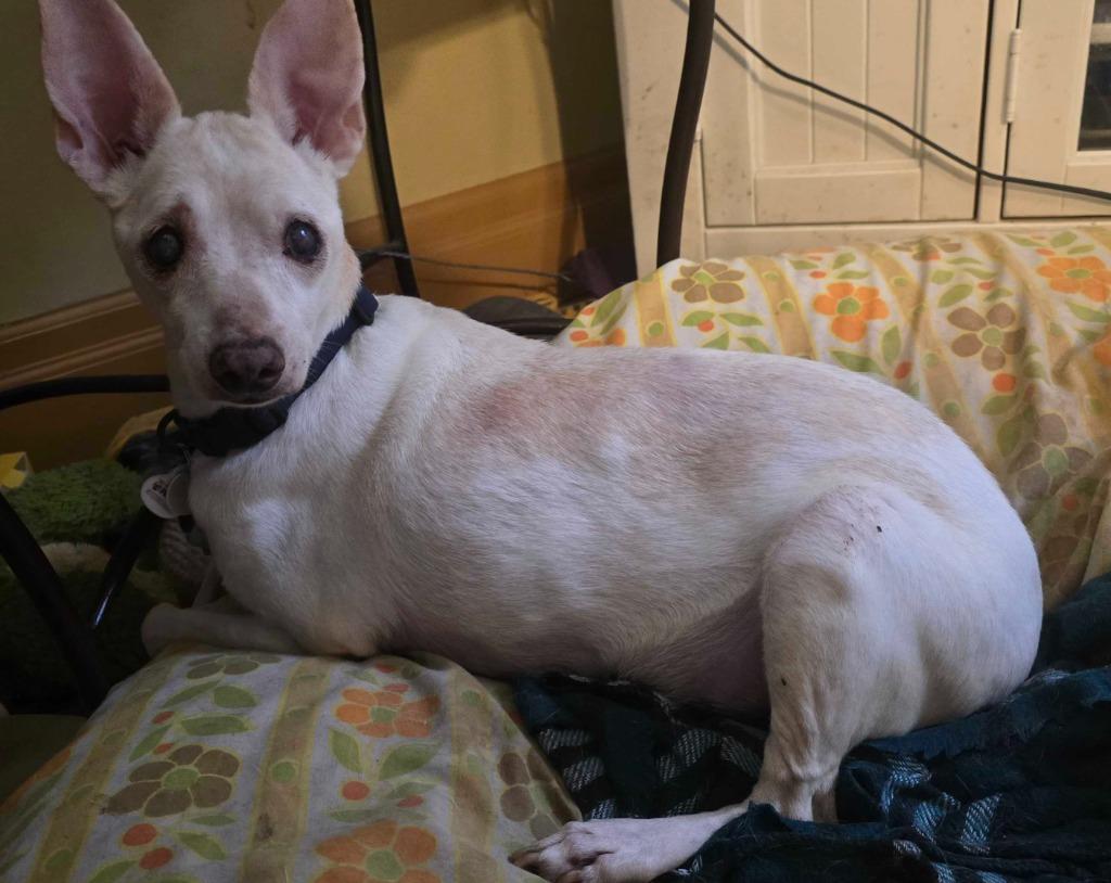 Enlarge Vincent "Vinny" LaGuardia Gambini, a Adoptable mixed breed in Salt Lake City, UT image 1/6