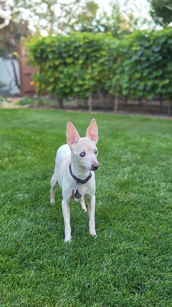 Enlarge Vincent "Vinny" LaGuardia Gambini, a Adoptable mixed breed in Salt Lake City, UT image 2/6