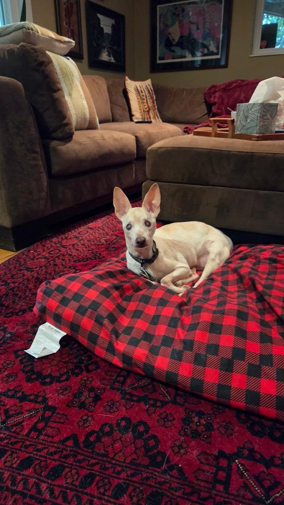 Enlarge Vincent "Vinny" LaGuardia Gambini, a Adoptable mixed breed in Salt Lake City, UT image 3/6