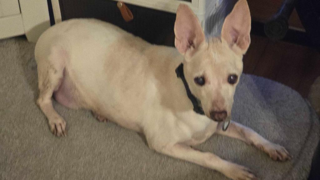Enlarge Vincent "Vinny" LaGuardia Gambini, a Adoptable mixed breed in Salt Lake City, UT image 4/6