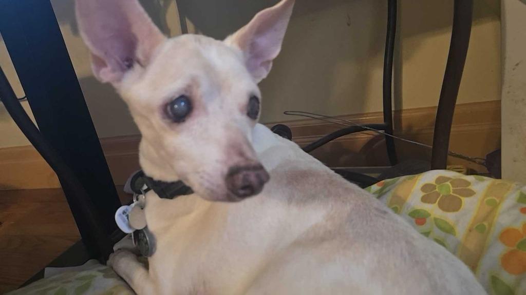 Enlarge Vincent "Vinny" LaGuardia Gambini, a Adoptable mixed breed in Salt Lake City, UT image 5/6